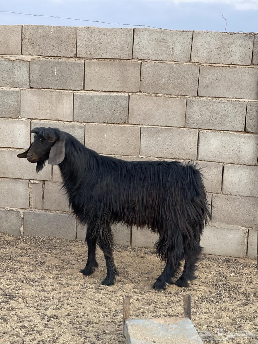 تيس للبيع64402817405955113