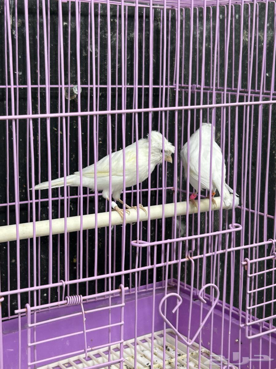 كناري ابيض64403425448193114