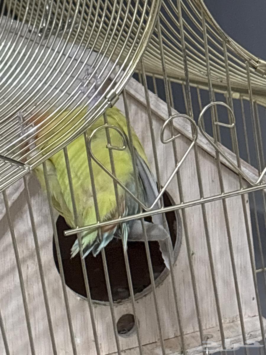 عصفورين أليفين مع أكلهم و القفص الزرق بي 550 قابل للتفاوض64401688765186112