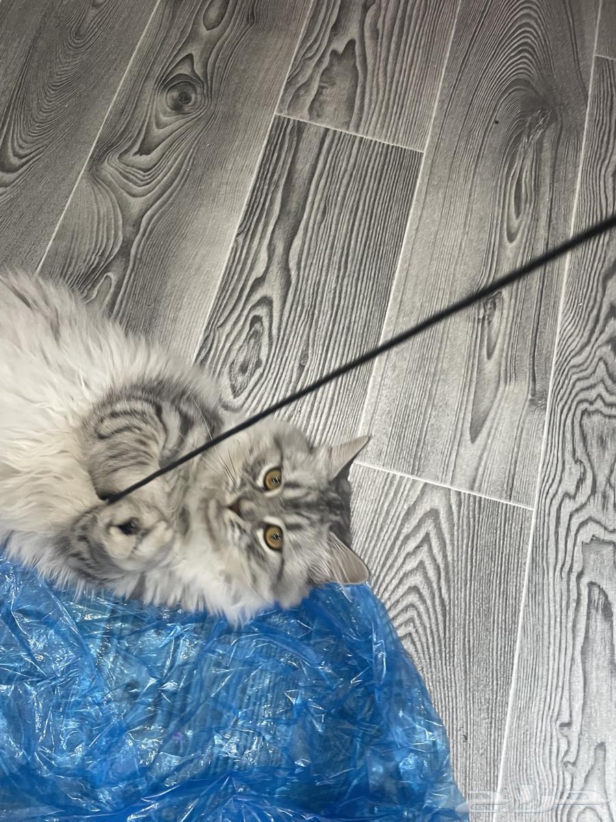 قطتين للبيع عمرهم 6 شهور ب 200 ريال64404153268355110