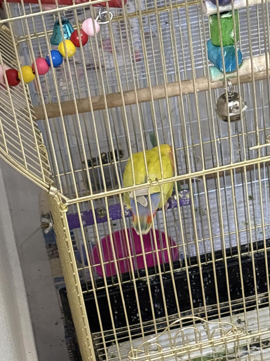 عصفورين أليفين مع أكلهم و القفص الزرق بي 550 قابل للتفاوض64401688765186111