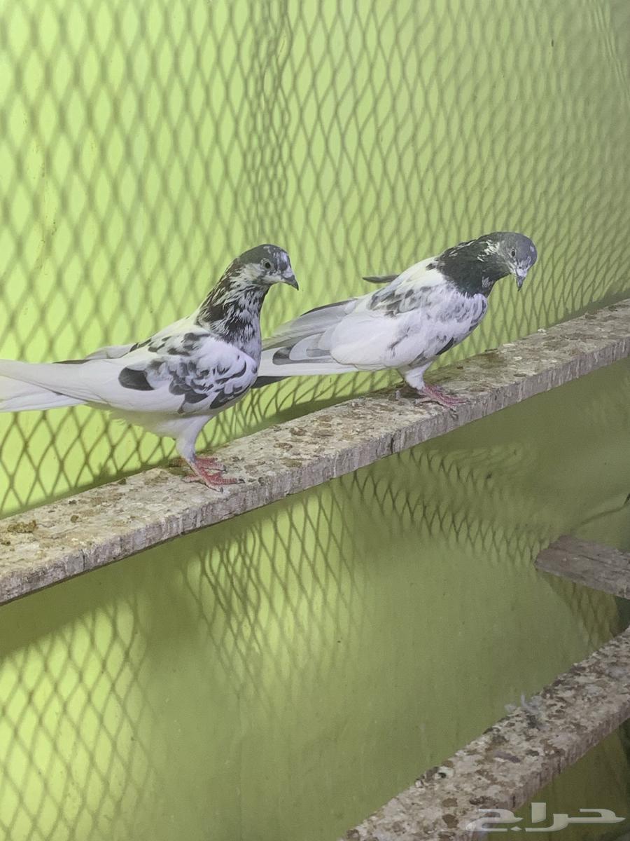 3 أزوج حمام باكستاني64404486507265114