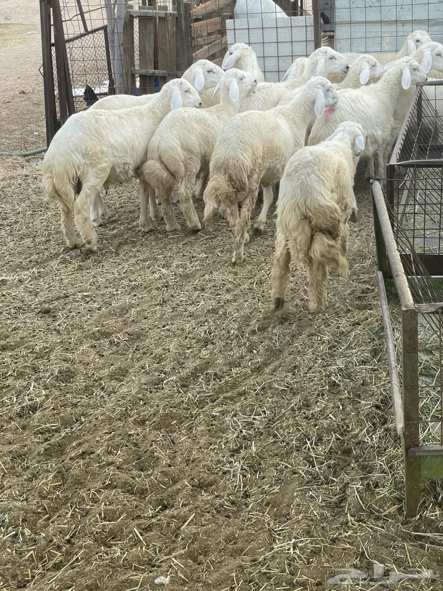 طليان حريه64402983398529111