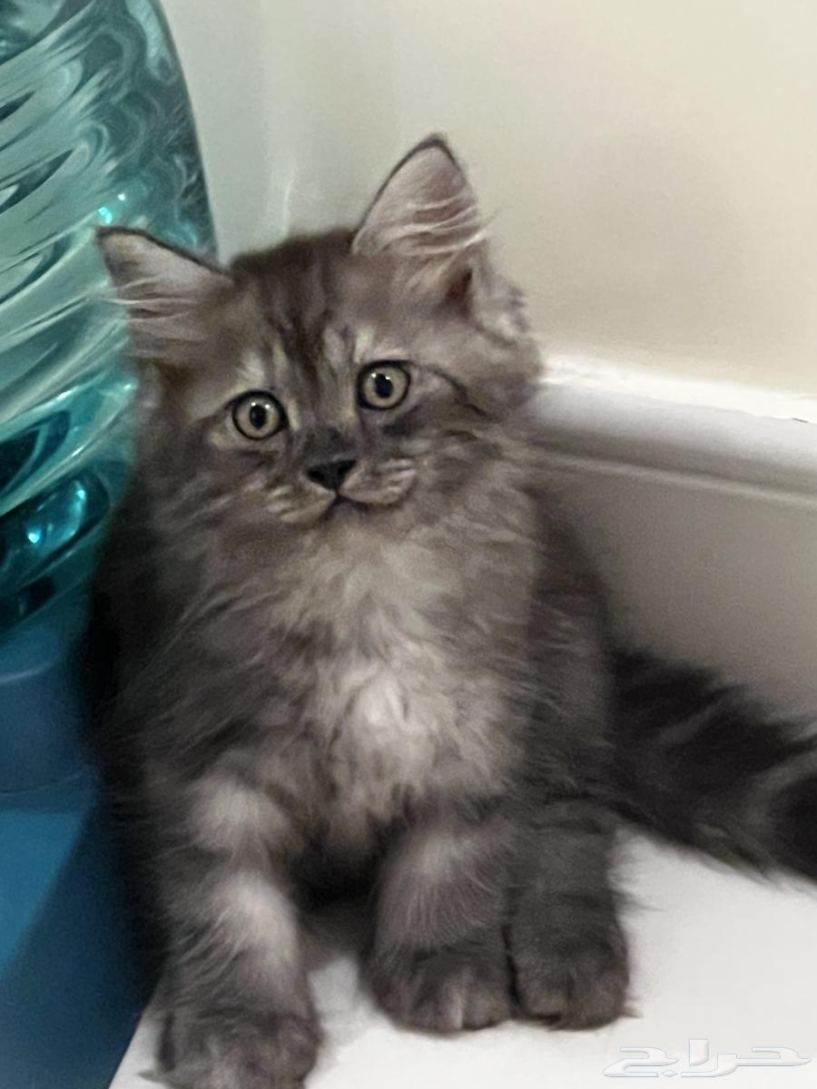 كتن للبيع بسعر رمزي64365454601346113