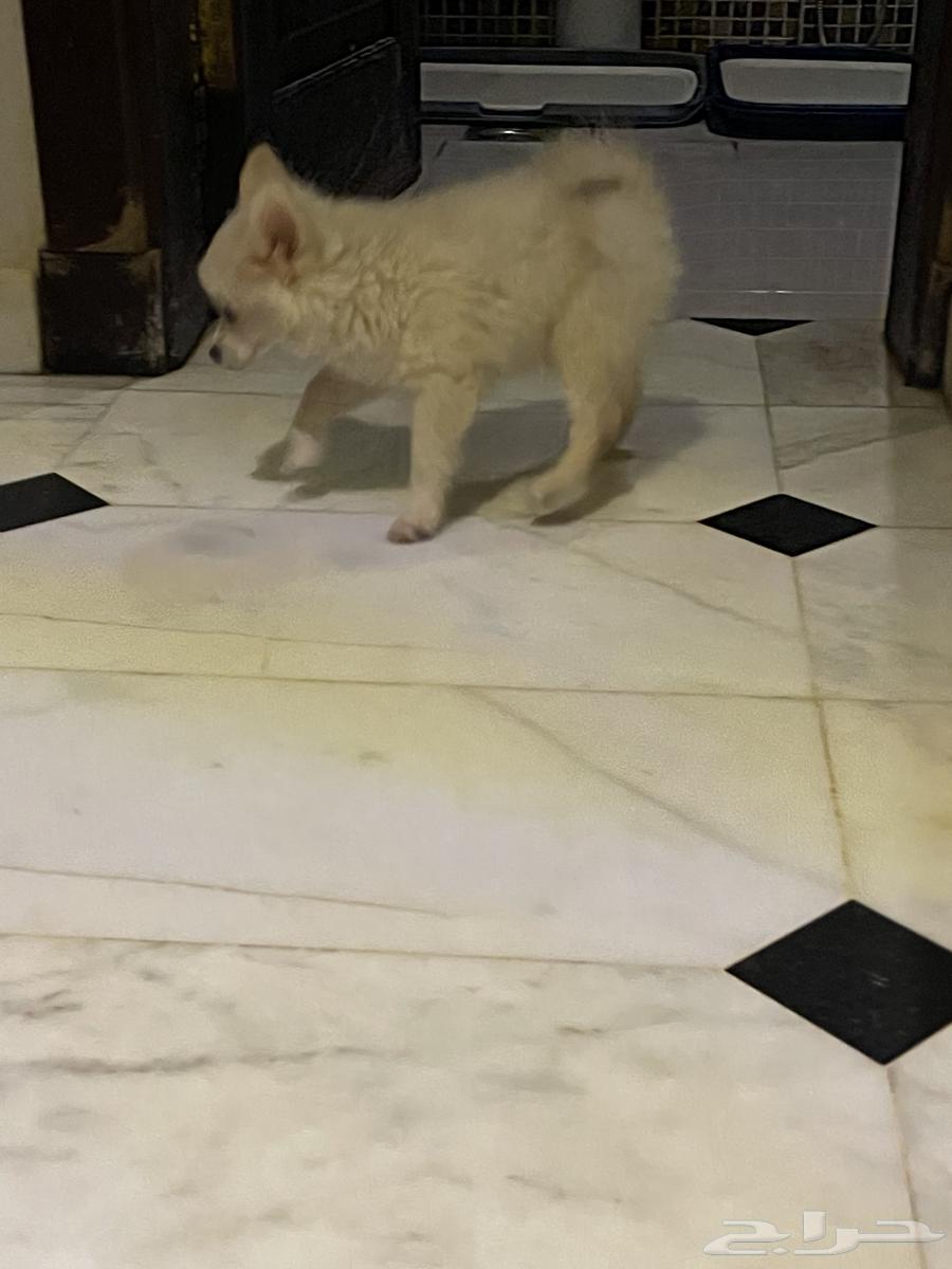 جرو بومرنيان64402817527810110