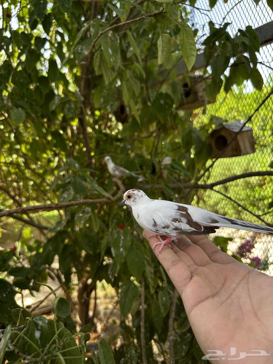 للبيع يمام ماسي64404861346690114