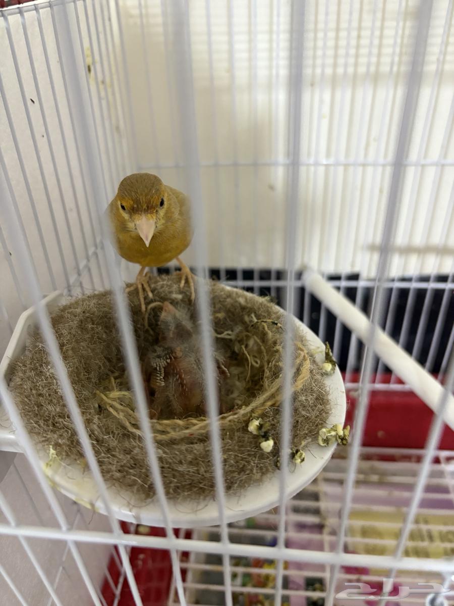 انثى كناري بفروخها (تم البيع)64402748021506112