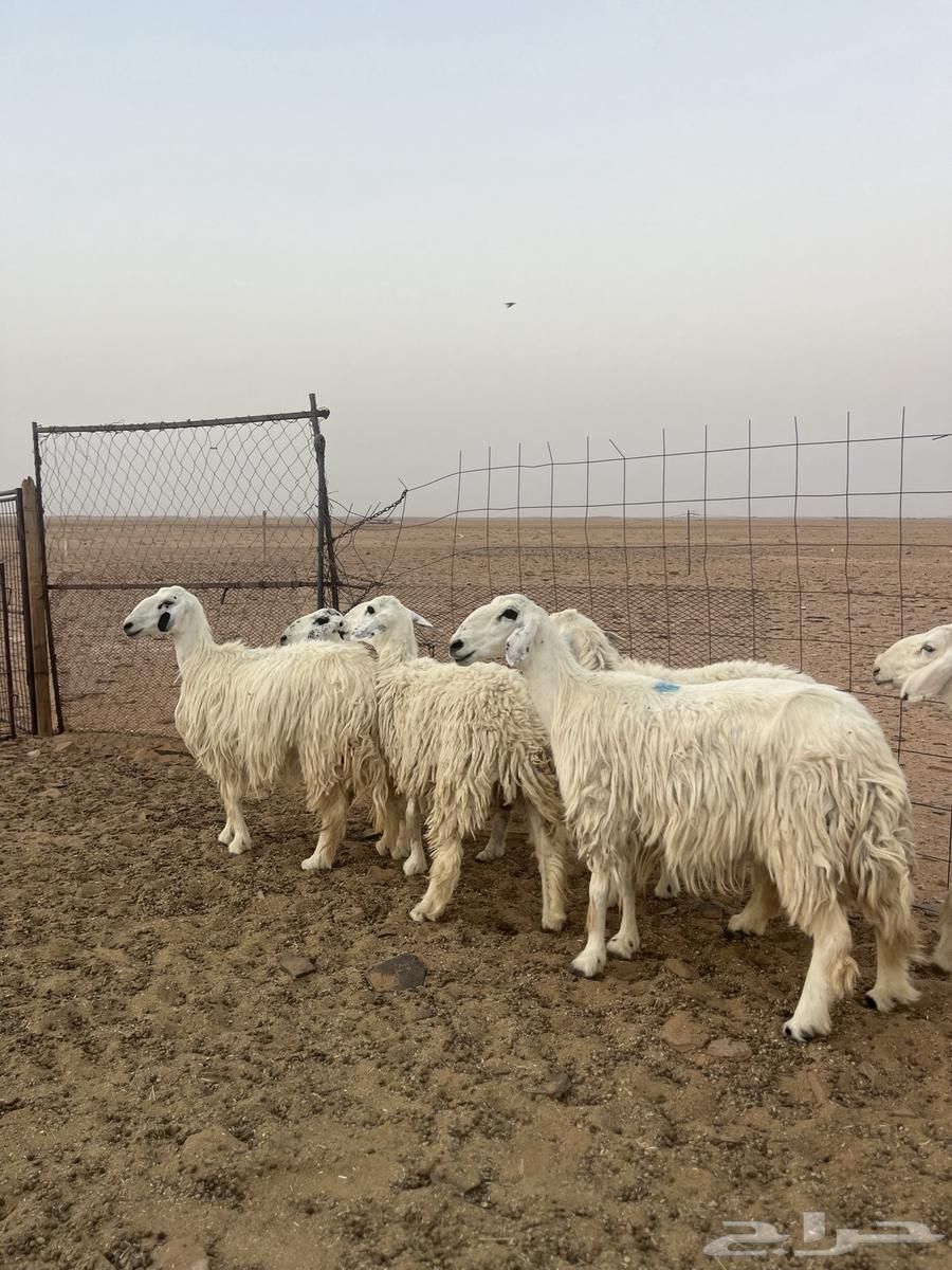 For sale, healthy Ayyayat sheep, one ram64315788485633112