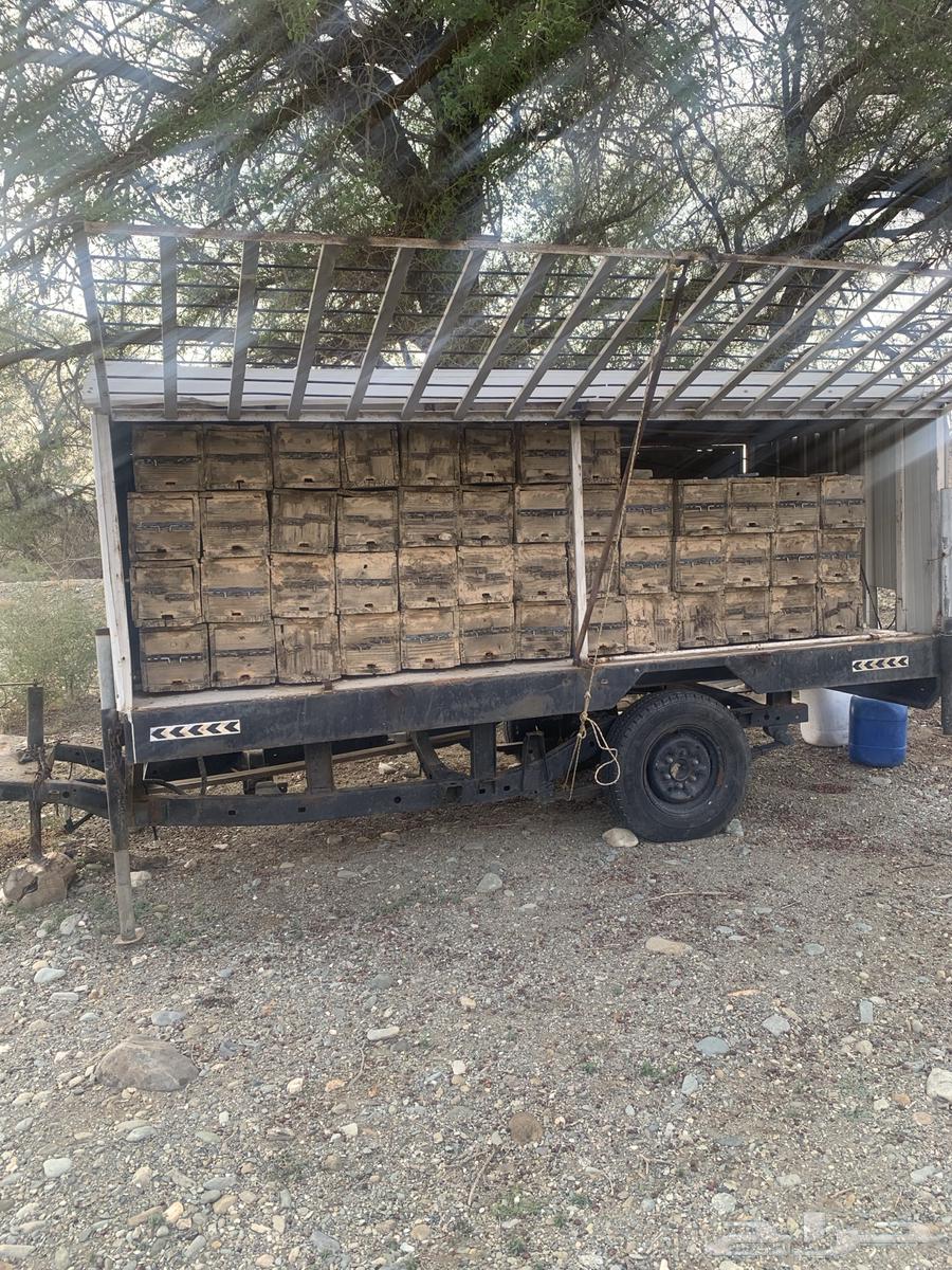 نحل بلدي للبيع64402552632194110