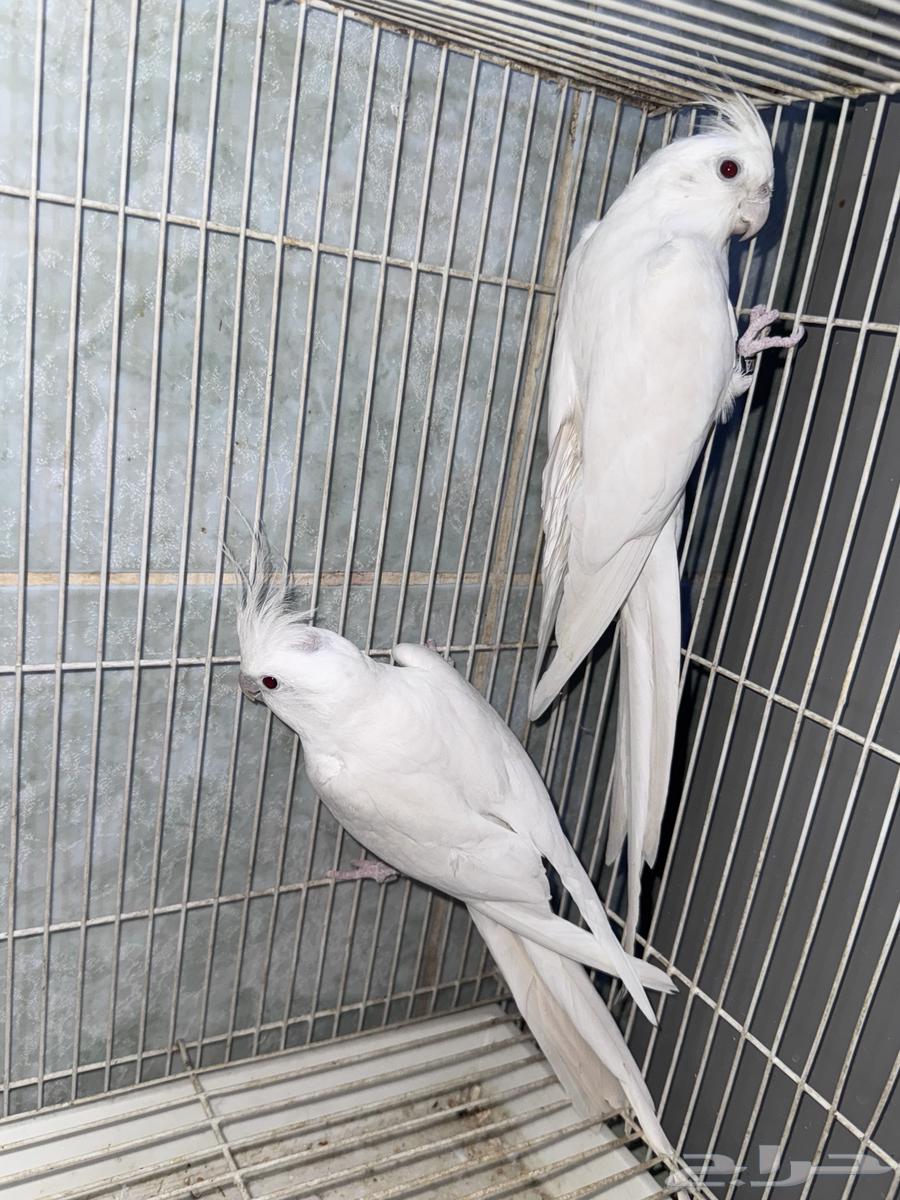 Pair of albino cockatiels with red eyes for breeding, priced at 630, negotiable64403084842370113