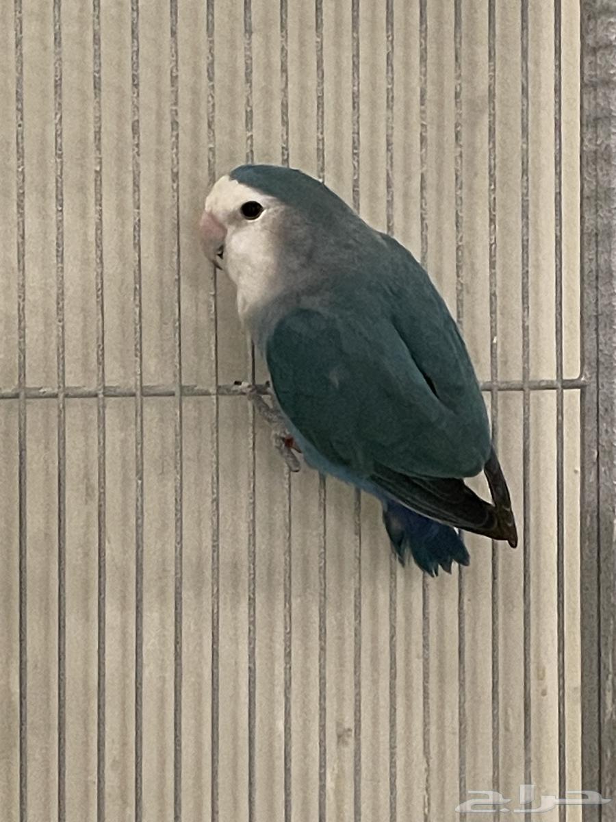 ذكرين روز بلو 2024 منتج و دارك بلو 202564401675134594110