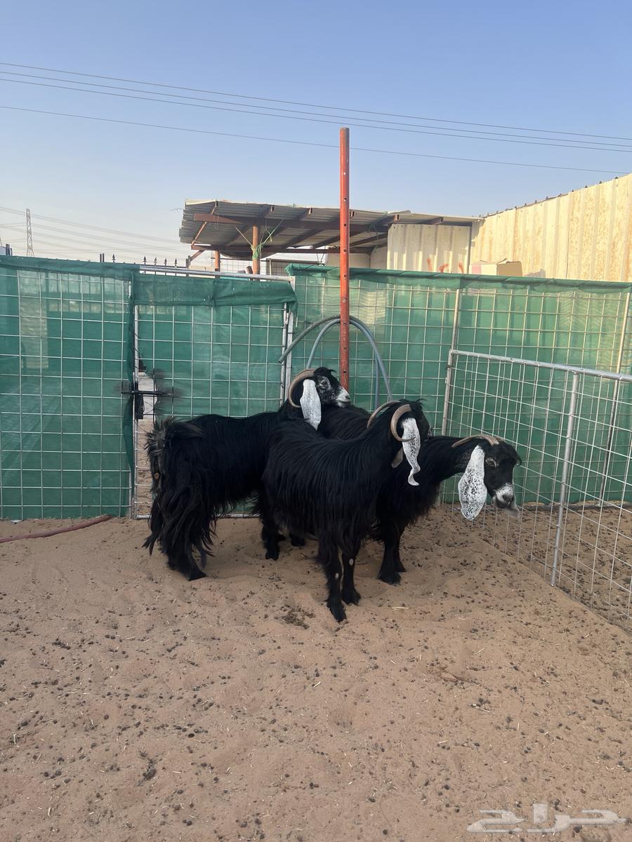 Goat with symptoms, defects and driver63619461518082112