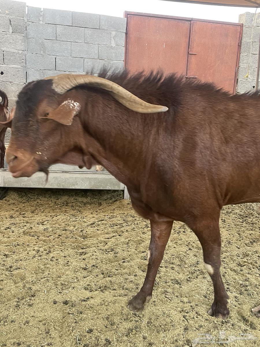 للبيع تيس جامع شبب صنف ادهم64404194912641110