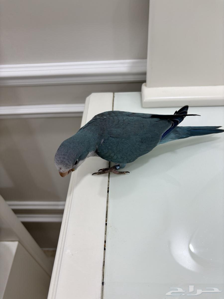 طائر كويكر لون ازرق64403902093697110