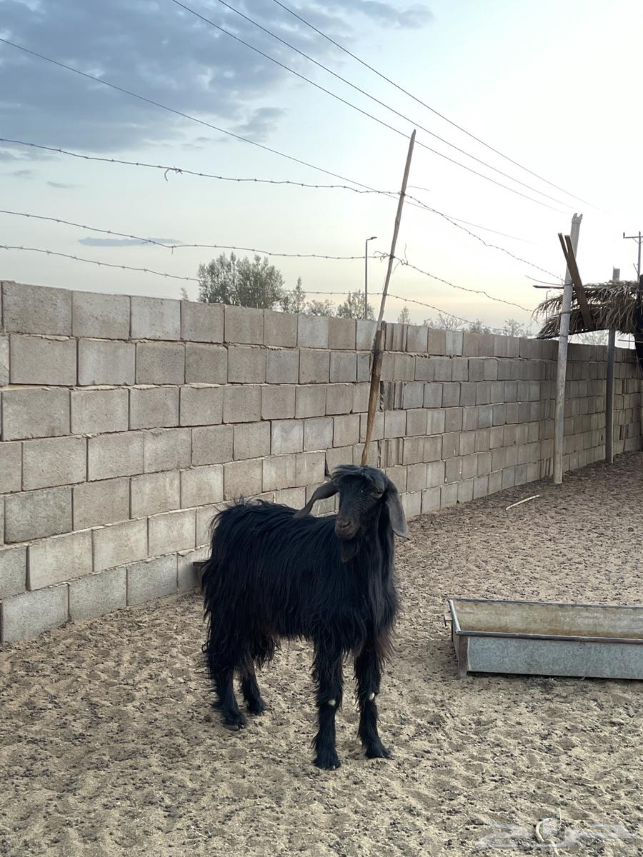 تيس للبيع64402817405955111