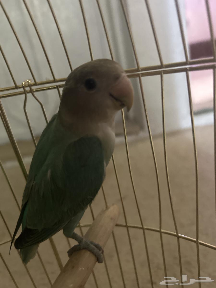 عصافير روز للبيع 400 النوع روزالموقع الباحه64401855981059111