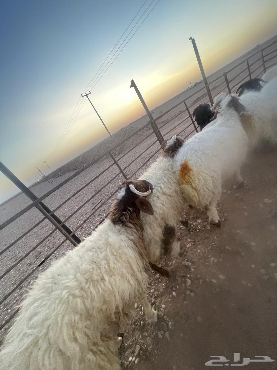 خرفان فاخره طرف مجس64402886340483111