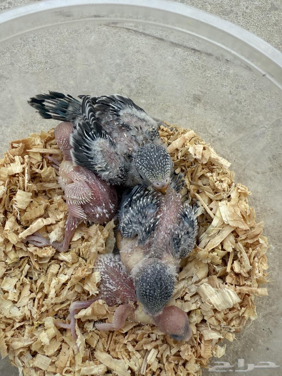 Froukh Ghir Badji64401452832258110