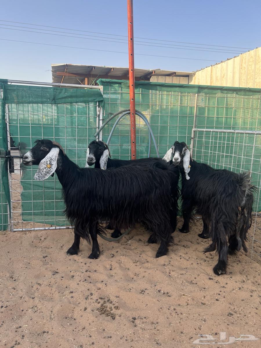 Goat with symptoms, defects and driver63619461518082110