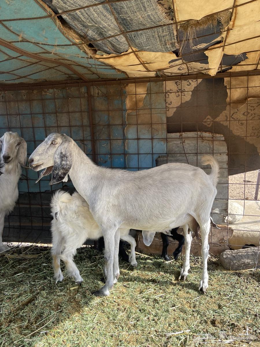 عنز تحتها اثنين للبيع64401396985603111