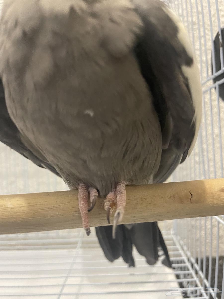 ببغاء كروان64403184803330112