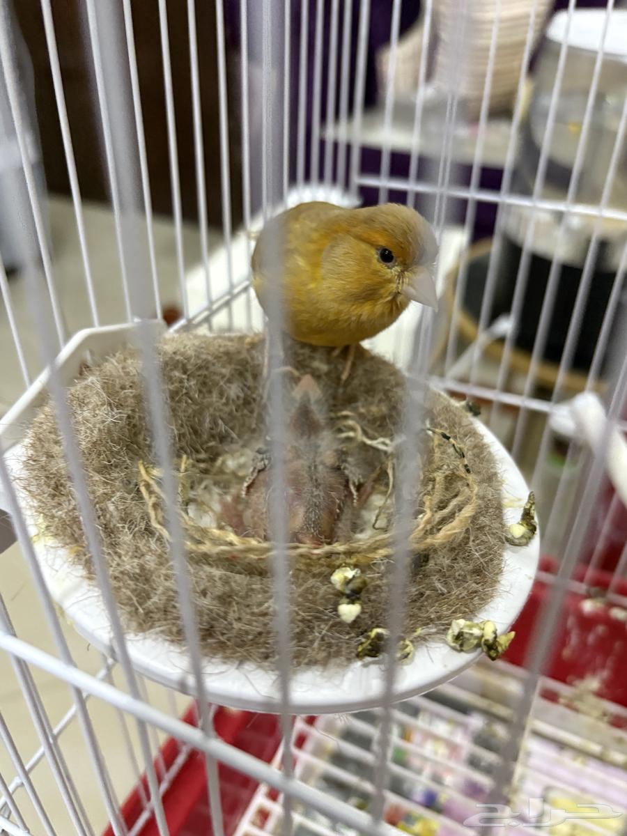 انثى كناري بفروخها (تم البيع)64402748021506114