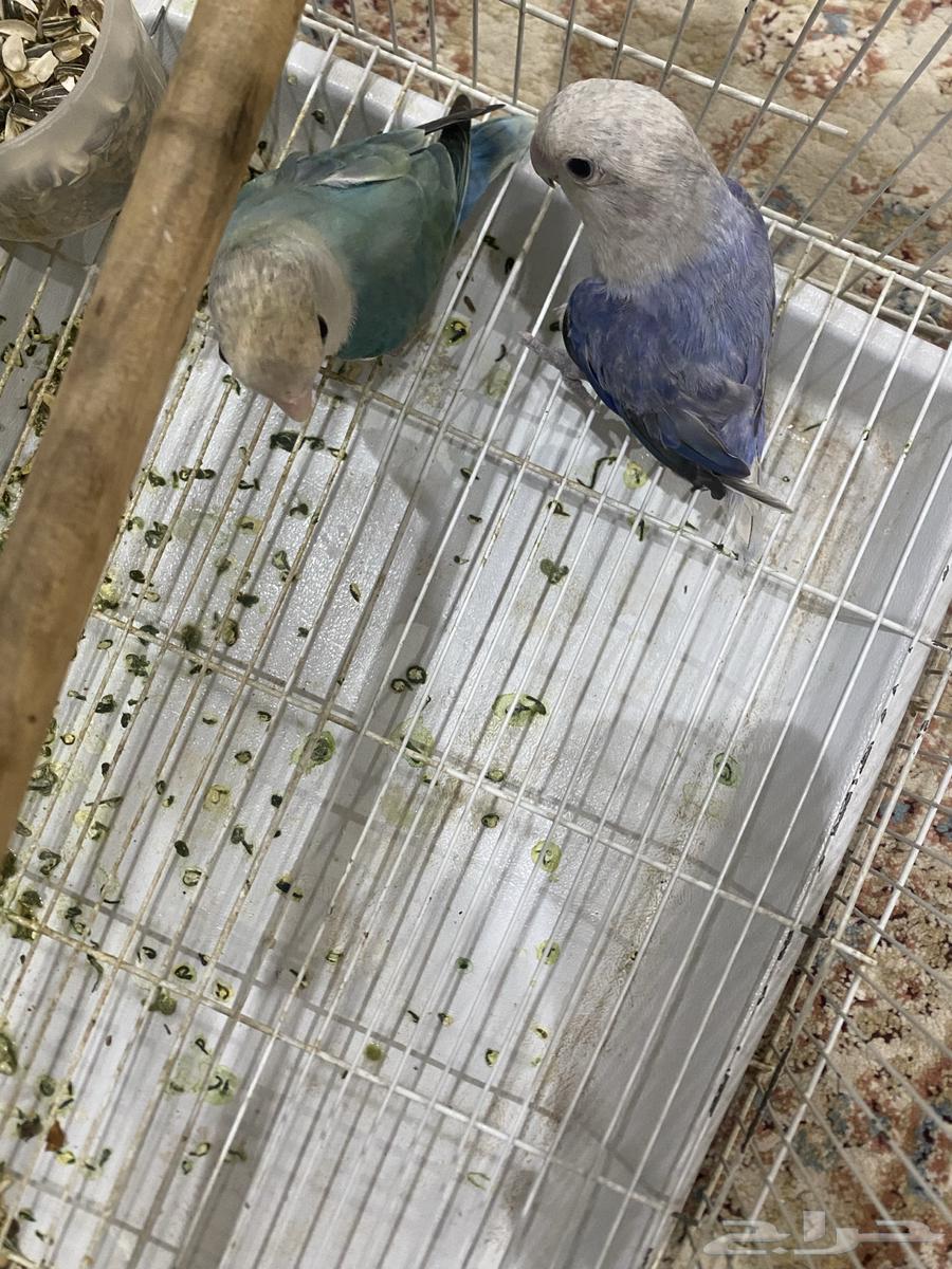 زوجين روز فواخر64402581217025114