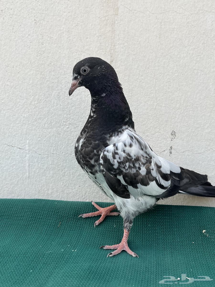 للبيع طبات تيدي64402817430401111