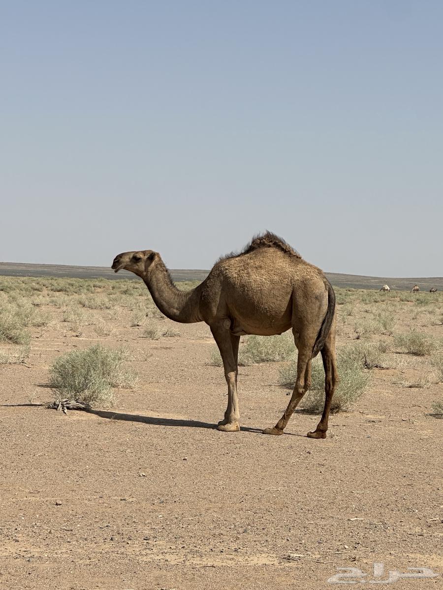 للبيع جمل رماني64396880431874111