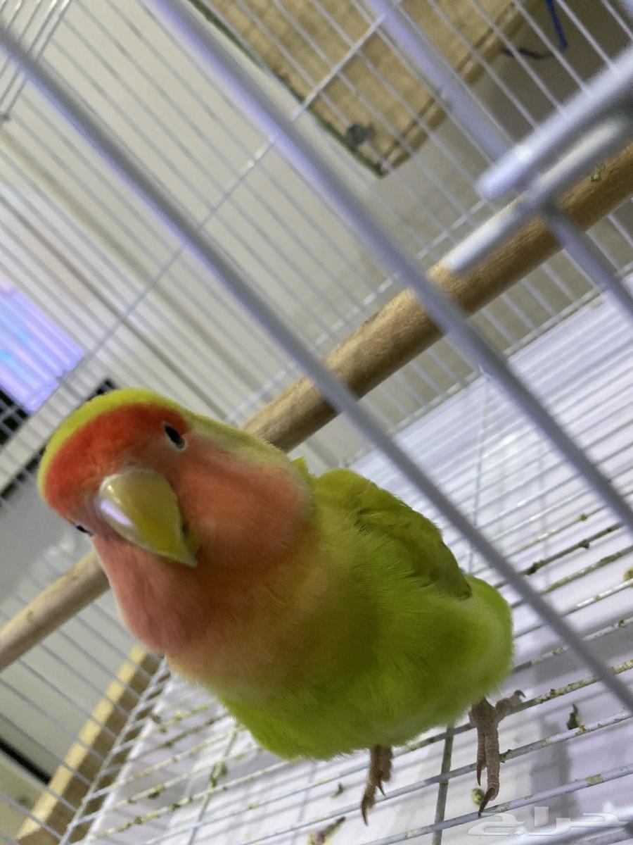 For sale, a two-year-old fierce rose that can be tamed - and a pair of budgies64403315336706112