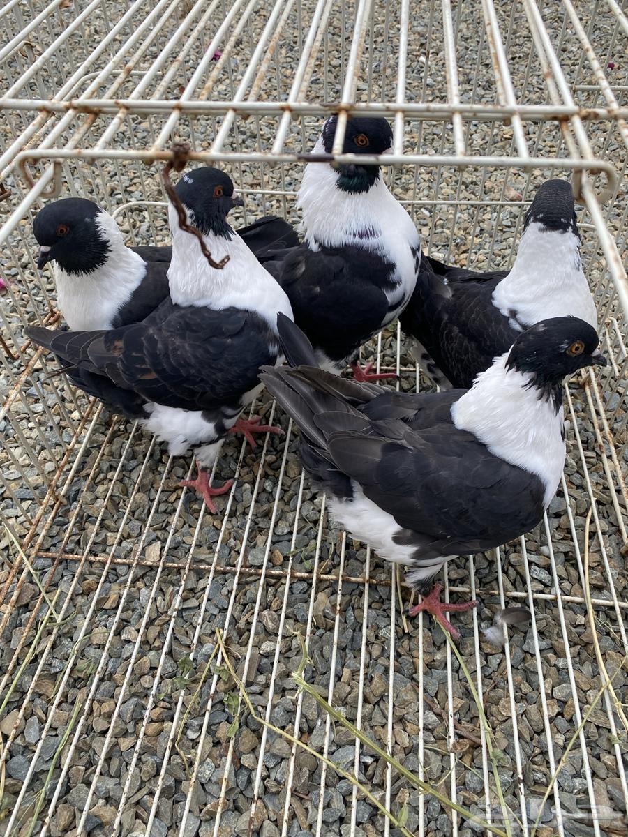 حمام للبيع كنق64401522285187110