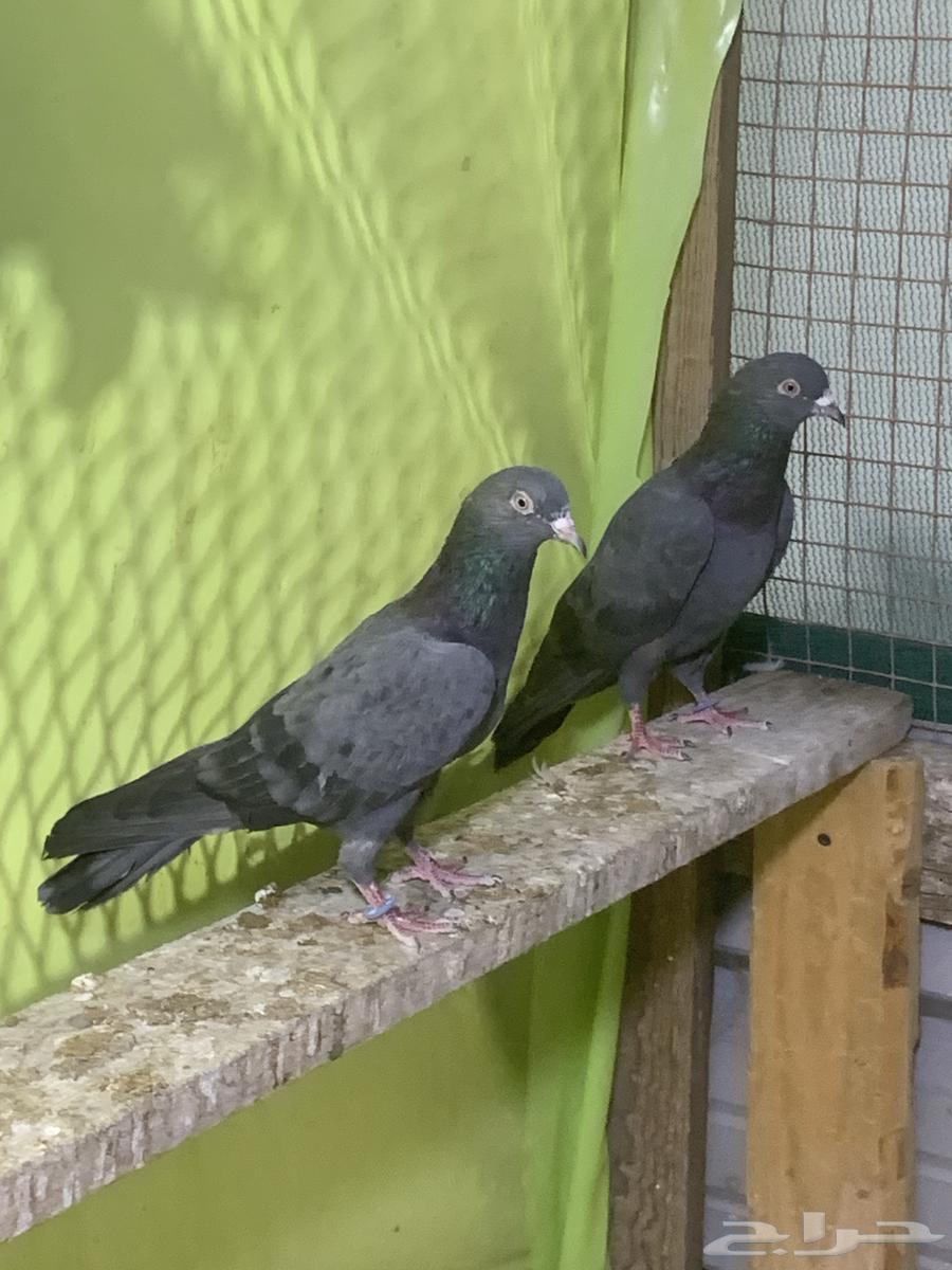 3 أزوج حمام باكستاني64404486507265112