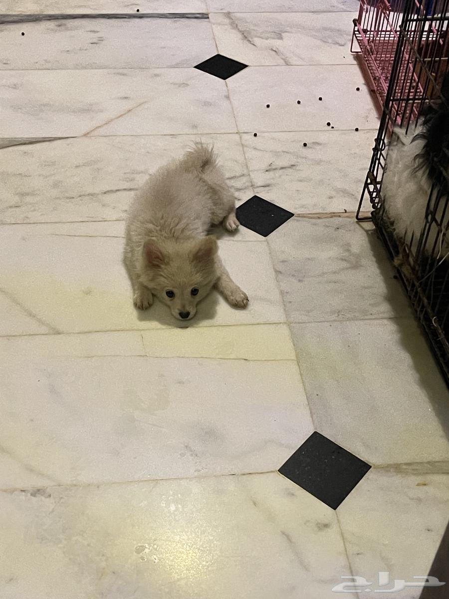 جرو بومرنيان64402817527810112