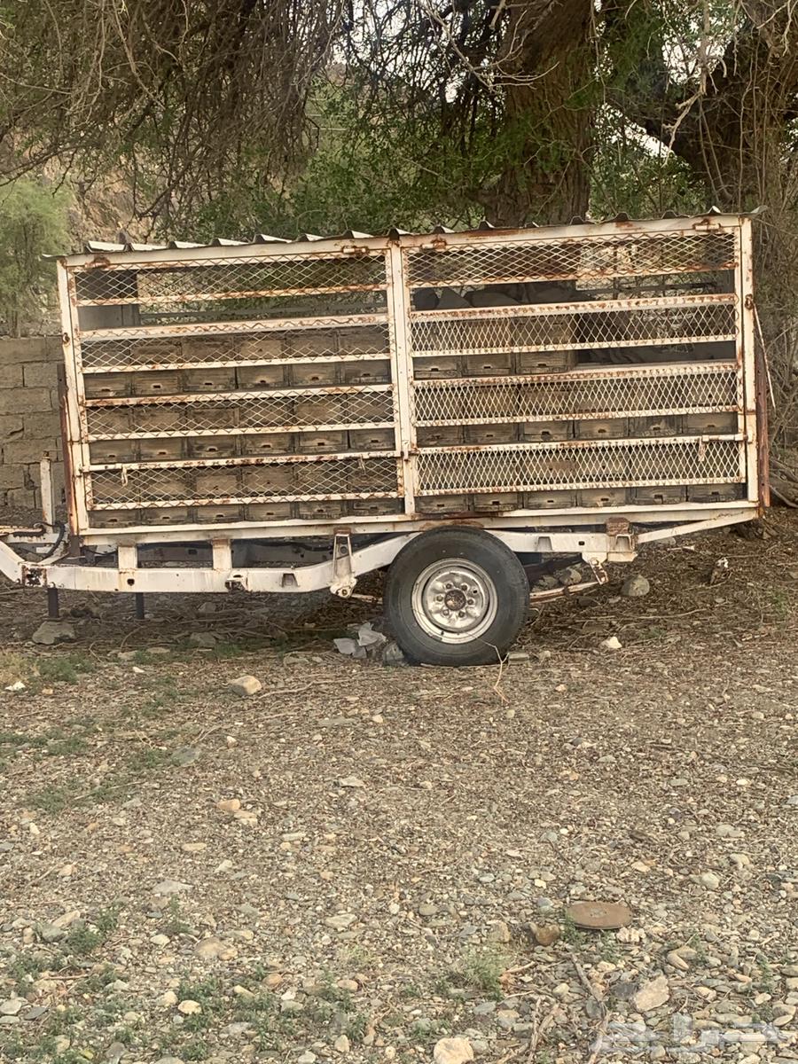 نحل بلدي للبيع64402552632194114