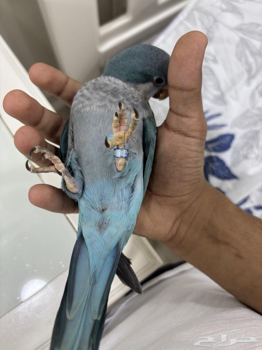 طائر كويكر لون ازرق64403902093697111