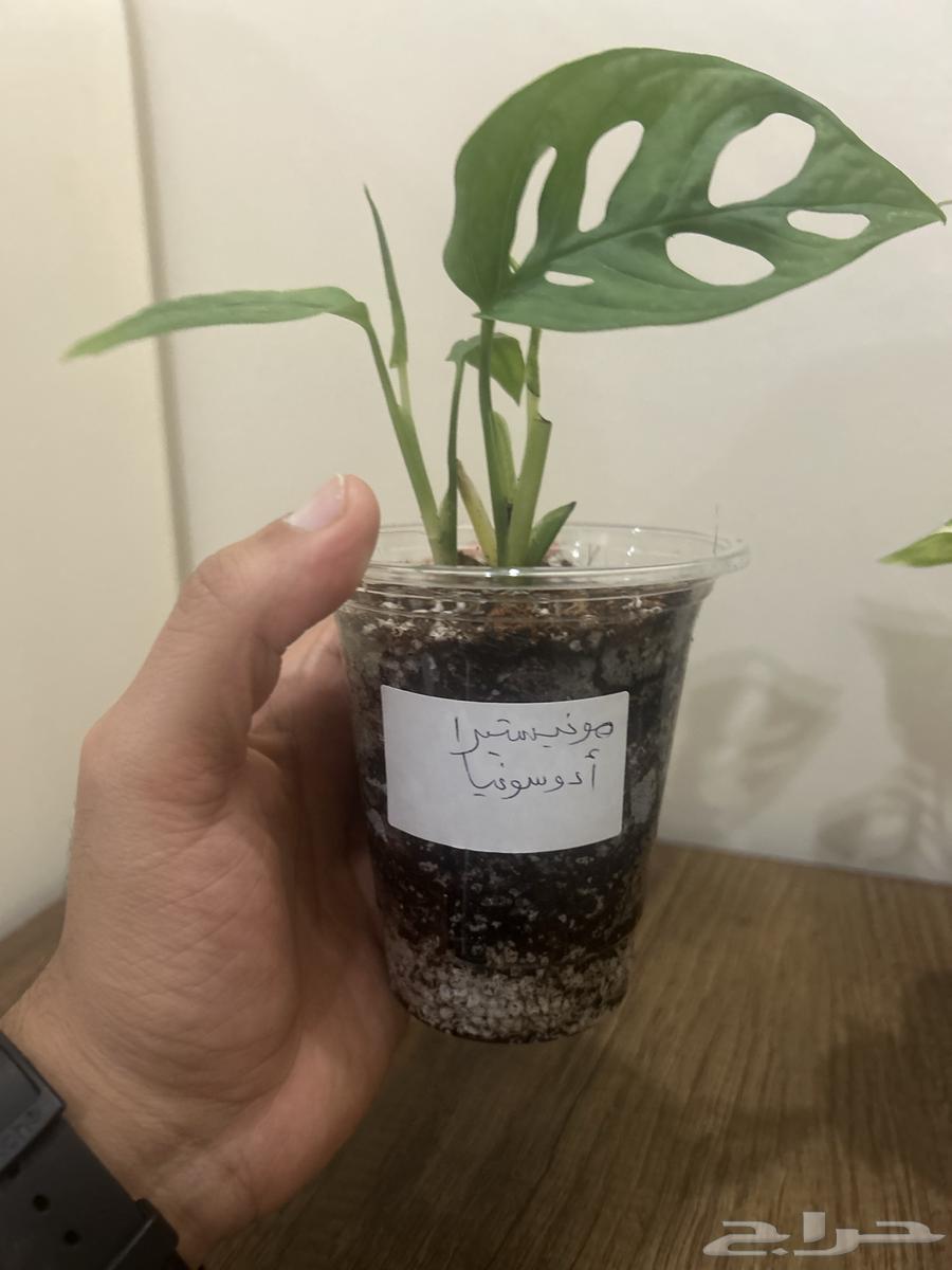 شتلات نباتات داخلية عرض لا يفوت63619464976899113