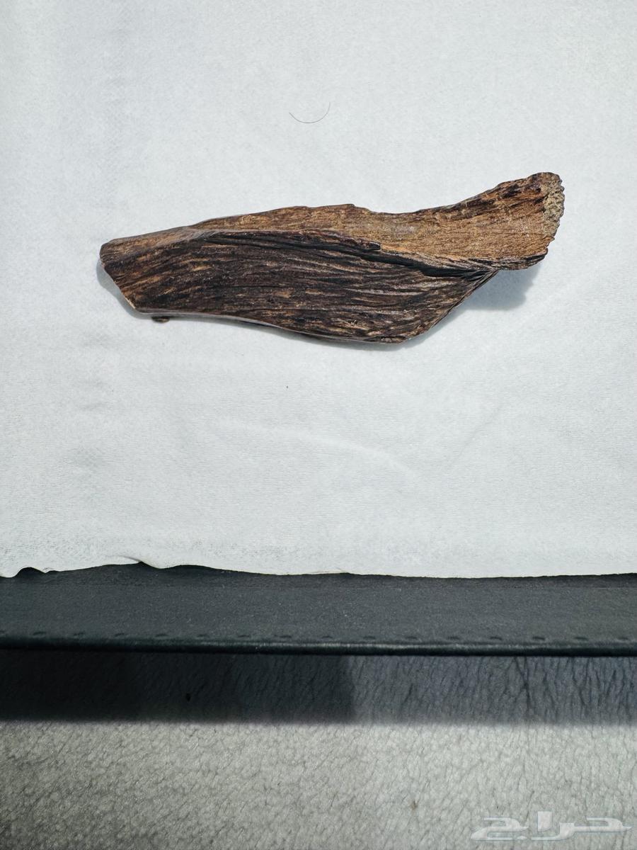 Two words (Nader) Triple AAA64404375248514112