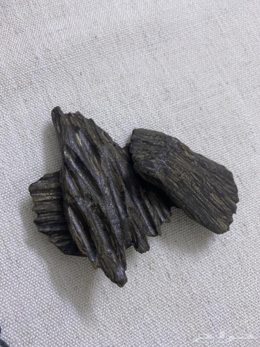 عود الأزرق كلمنتان64401925225731110