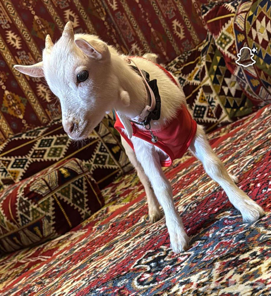 Dwarf goat64401508457603110