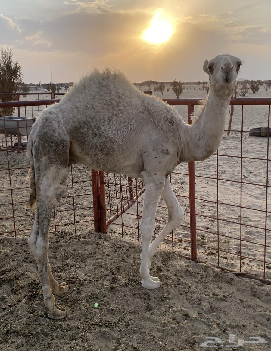 قعود للبيع64402285618435110