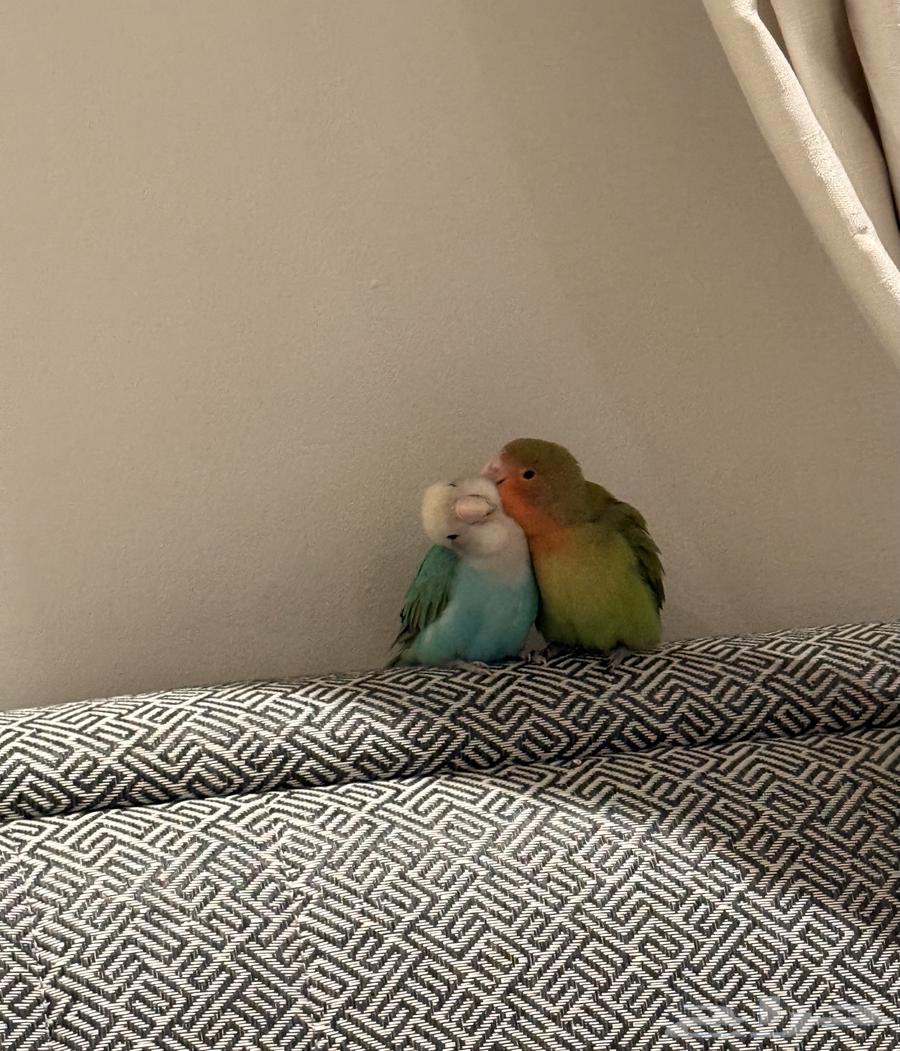 روز فايلوت ازرق64402472747779110