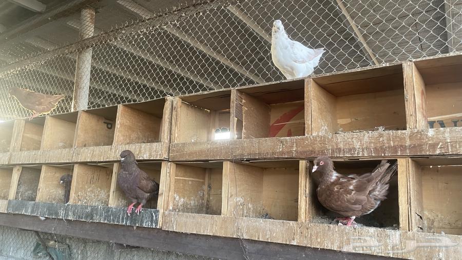 حمام كنق سوبر جانبو64403986406787112