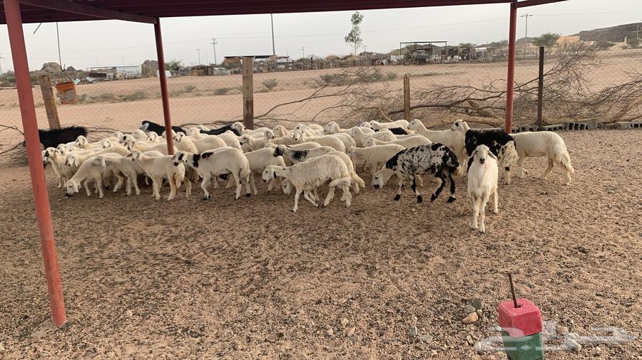 رخال للبيع64402761882242112