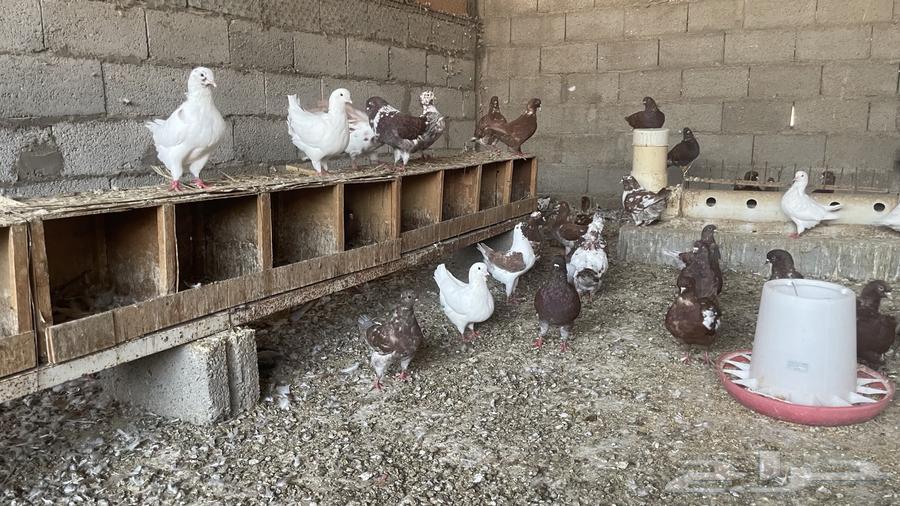 حمام كنق سوبر جانبو64403986406787111