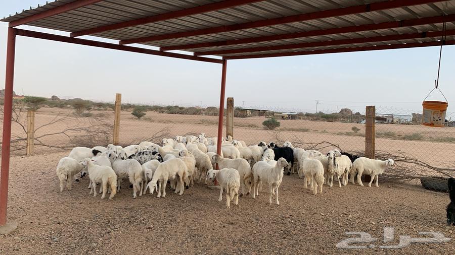 رخال للبيع64402761882242114