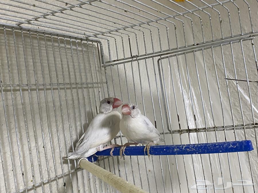 جوزين جاوا64401897684483113