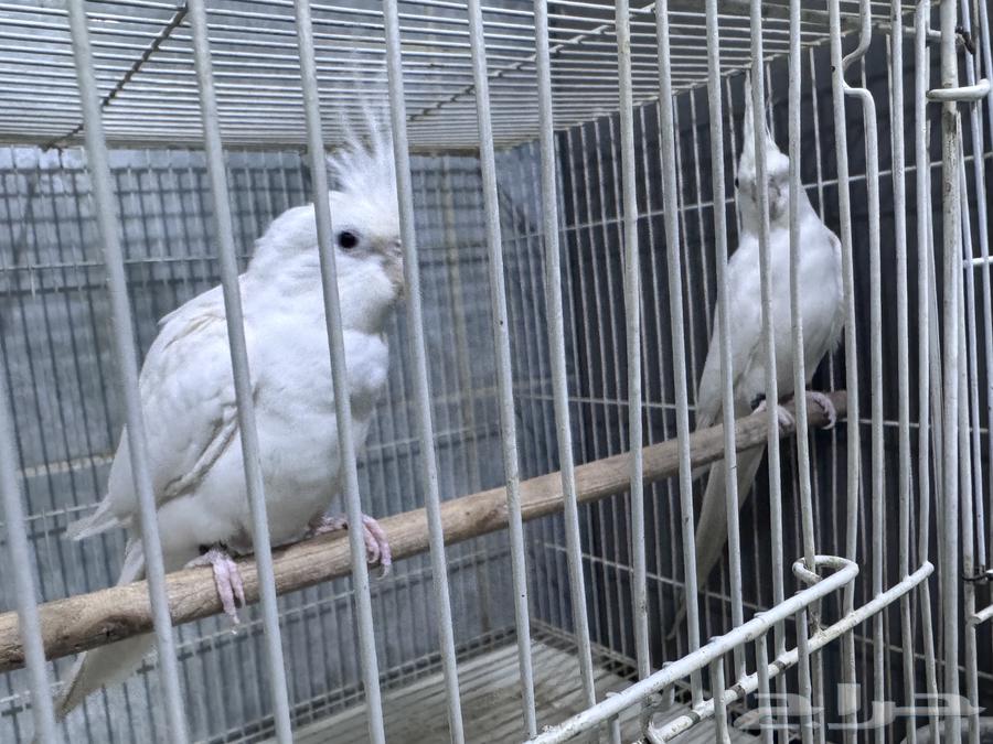 Pair of albino cockatiels with red eyes for breeding, priced at 630, negotiable64403084842370112