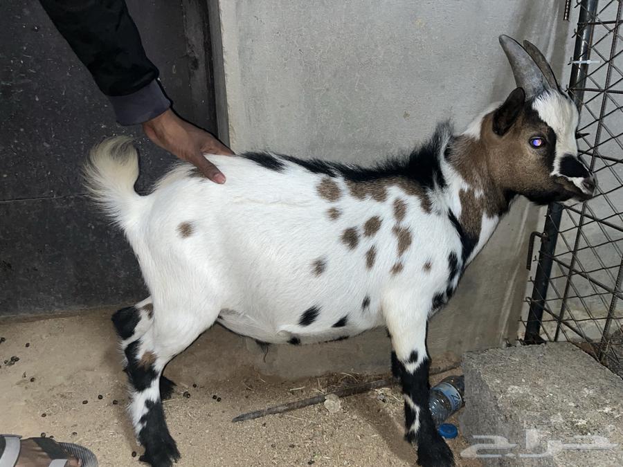 Dwarf goat64404819844609110