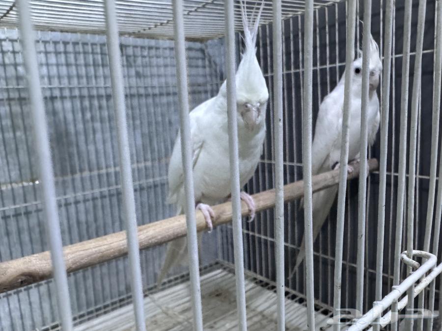 Pair of albino cockatiels with red eyes for breeding, priced at 630, negotiable64403084842370110