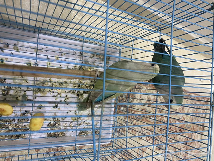 زوجين روز فواخر64402581217025110